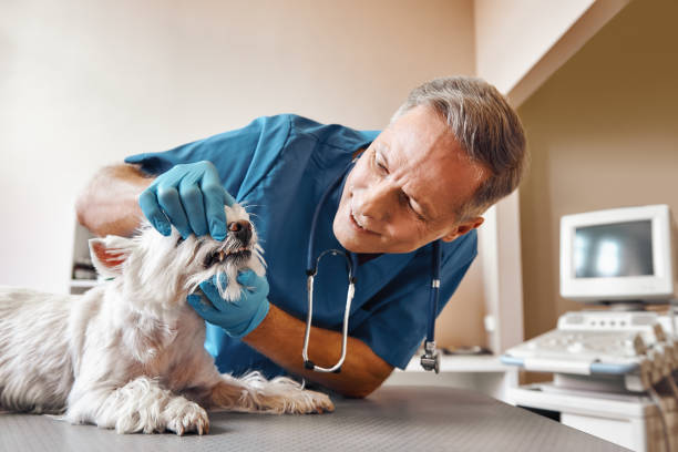Best Urgent Dental Care in Churchill, OH